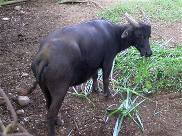 8月22日に死んだタマラウ「ミミ」。1993年に捕獲されてから約20年間を保護・繁殖施設で過ごした=2008年12月写す