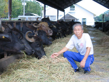 水牛に餌を与える藤原さん=藤原さん提供