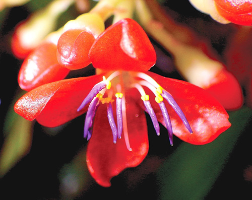 見つかった新種のメディニラ・テレサエ=エドウィノ・フェルナンド教授撮影、ASEAN生物多様性センター提供