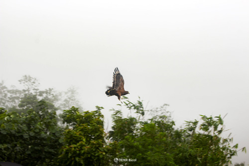 生息地のアルバイ州マサラガ山に返され、飛び立つフィリピンカンムリワシ=3日(環境天然資源省のフェイスブックから)