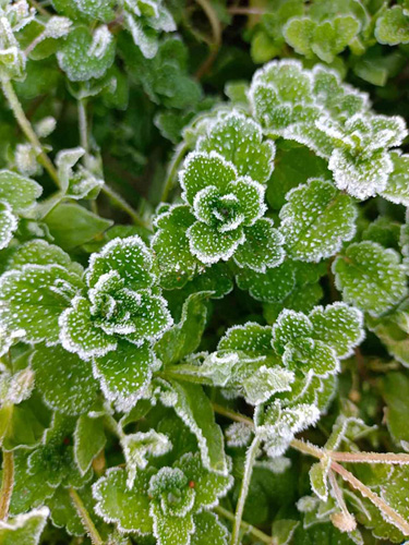 農作物に降りた霜=国営通信PIAバギオ支局のフェイスブックページより